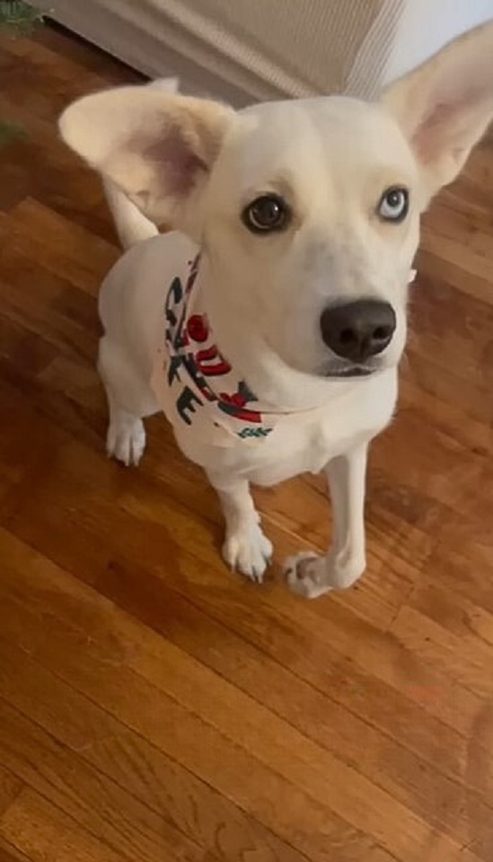 cute white dog jumping in the house