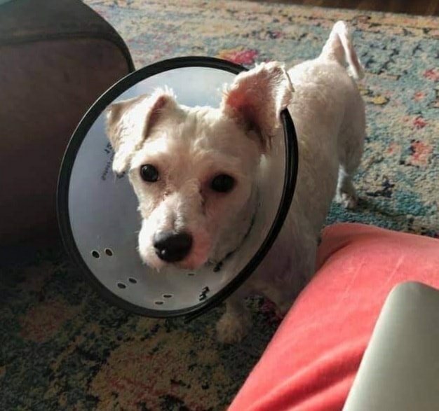 Cute white dog standing on a rug