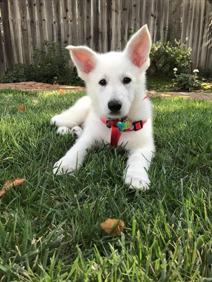 cute white german shepherd puppy