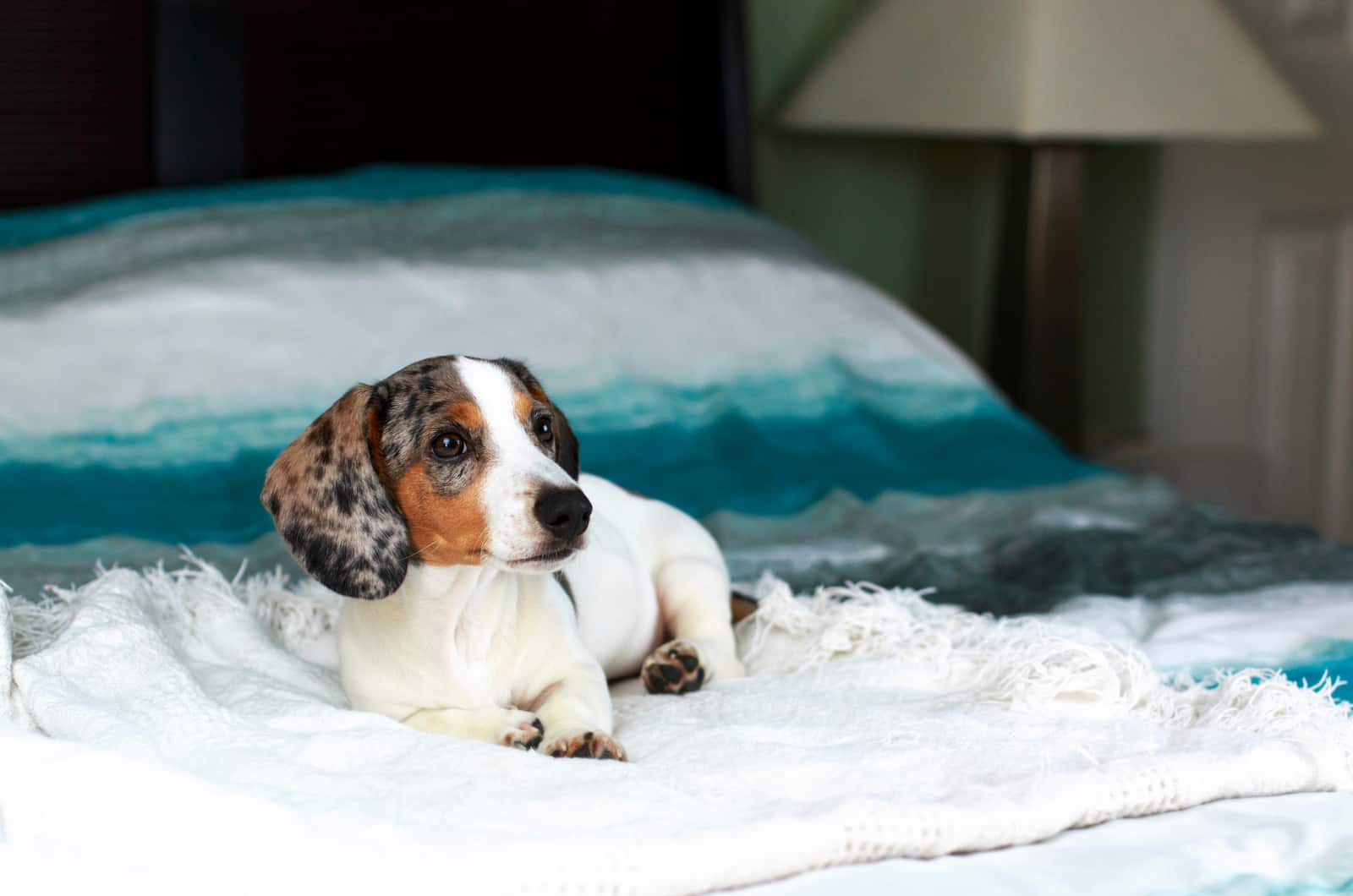 cute white piebald dachshund puppy dog laying