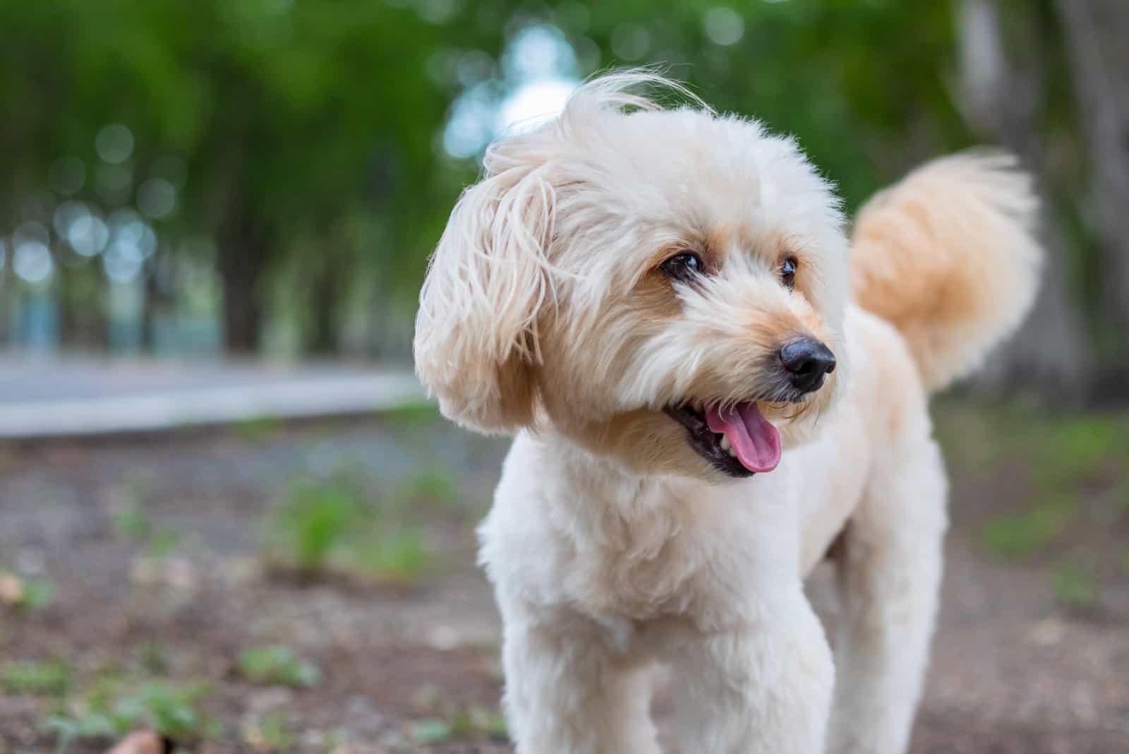 cute white poodle