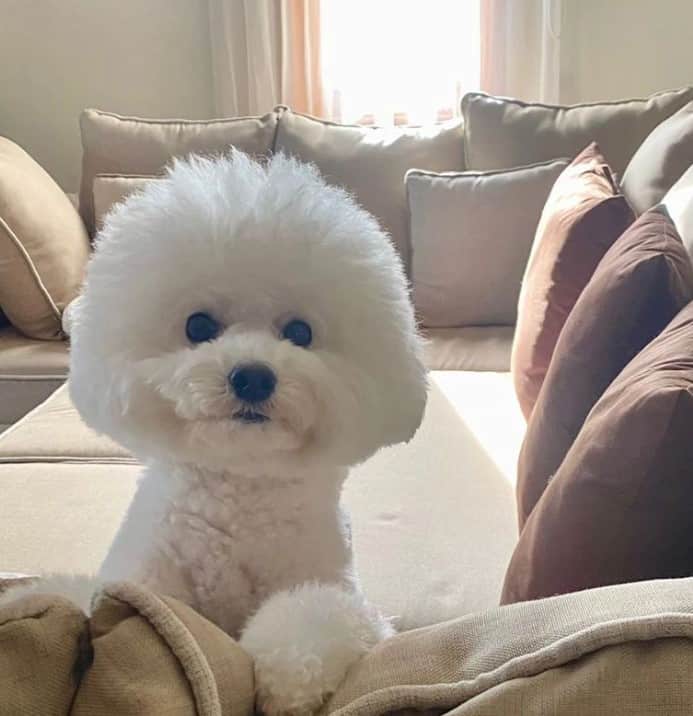 cute white poodle