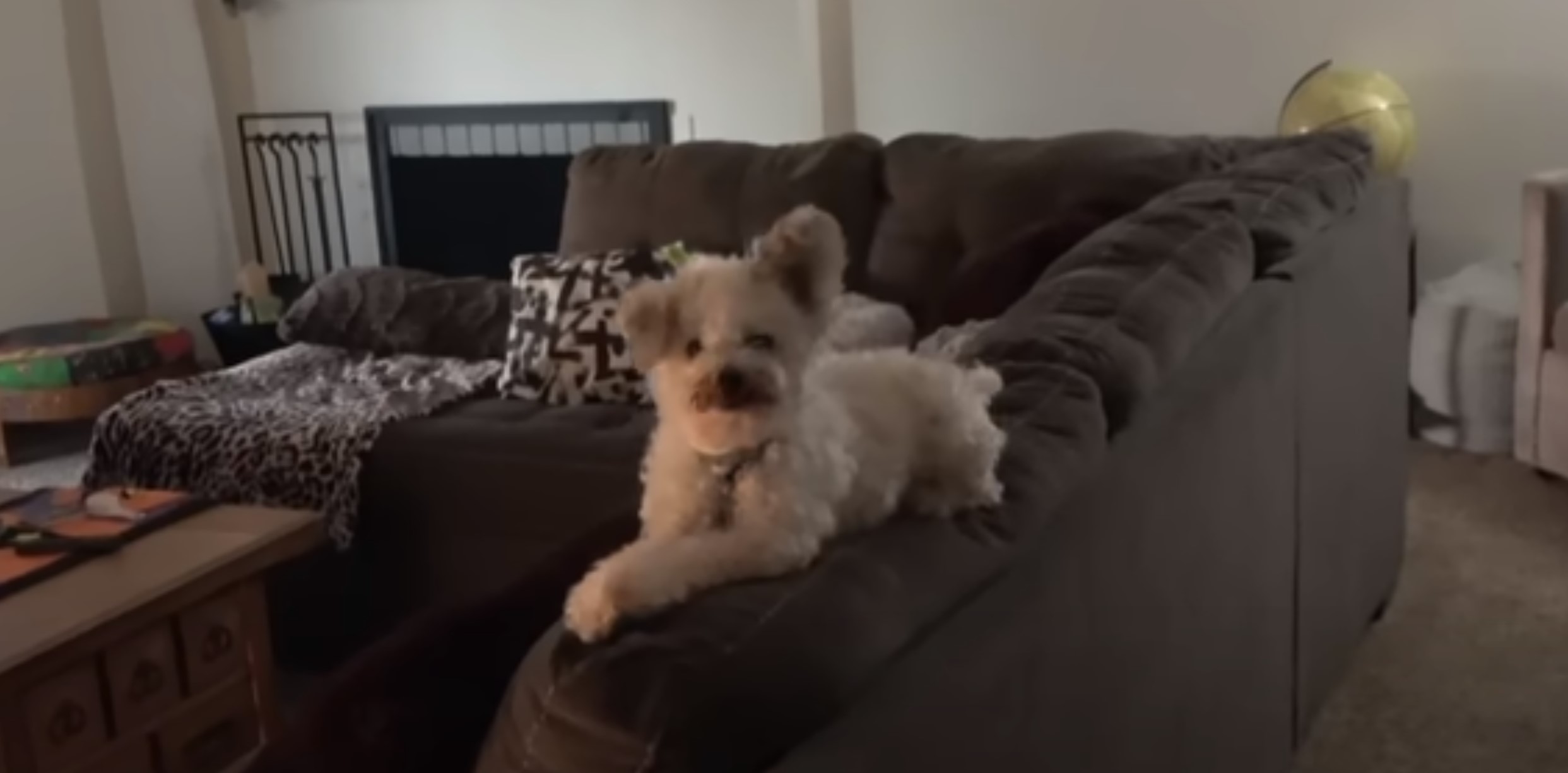 cute white puppy laying on the couch