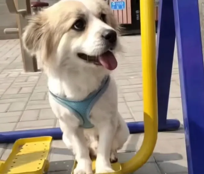 cute white puppy with tongue out