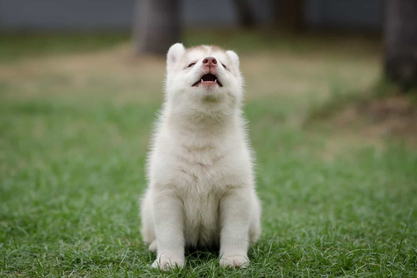 cute white siberian husky howling outdoors while sitting