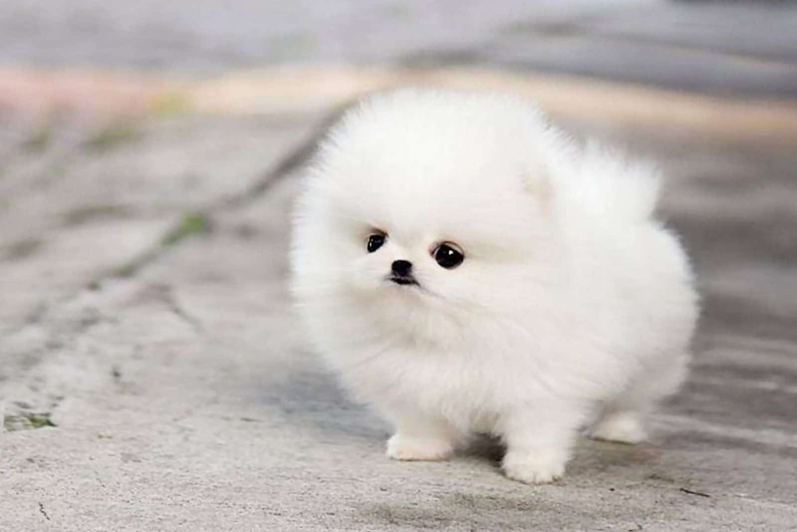 cute white teacup pomsky