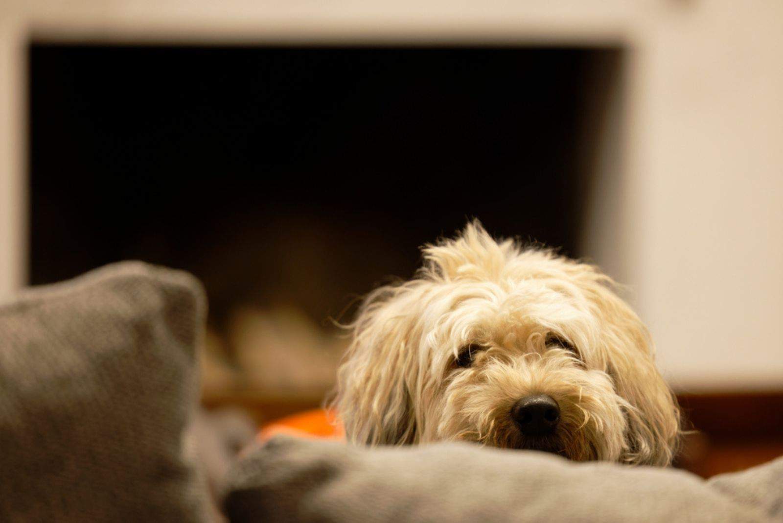 cute whoodle standing by the couch