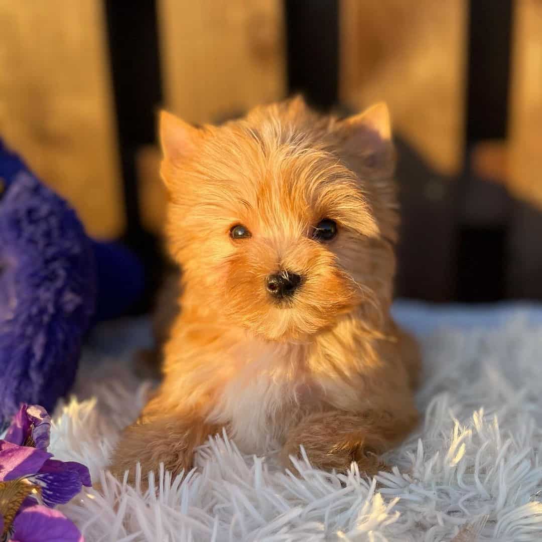 cute Yorkie sitting