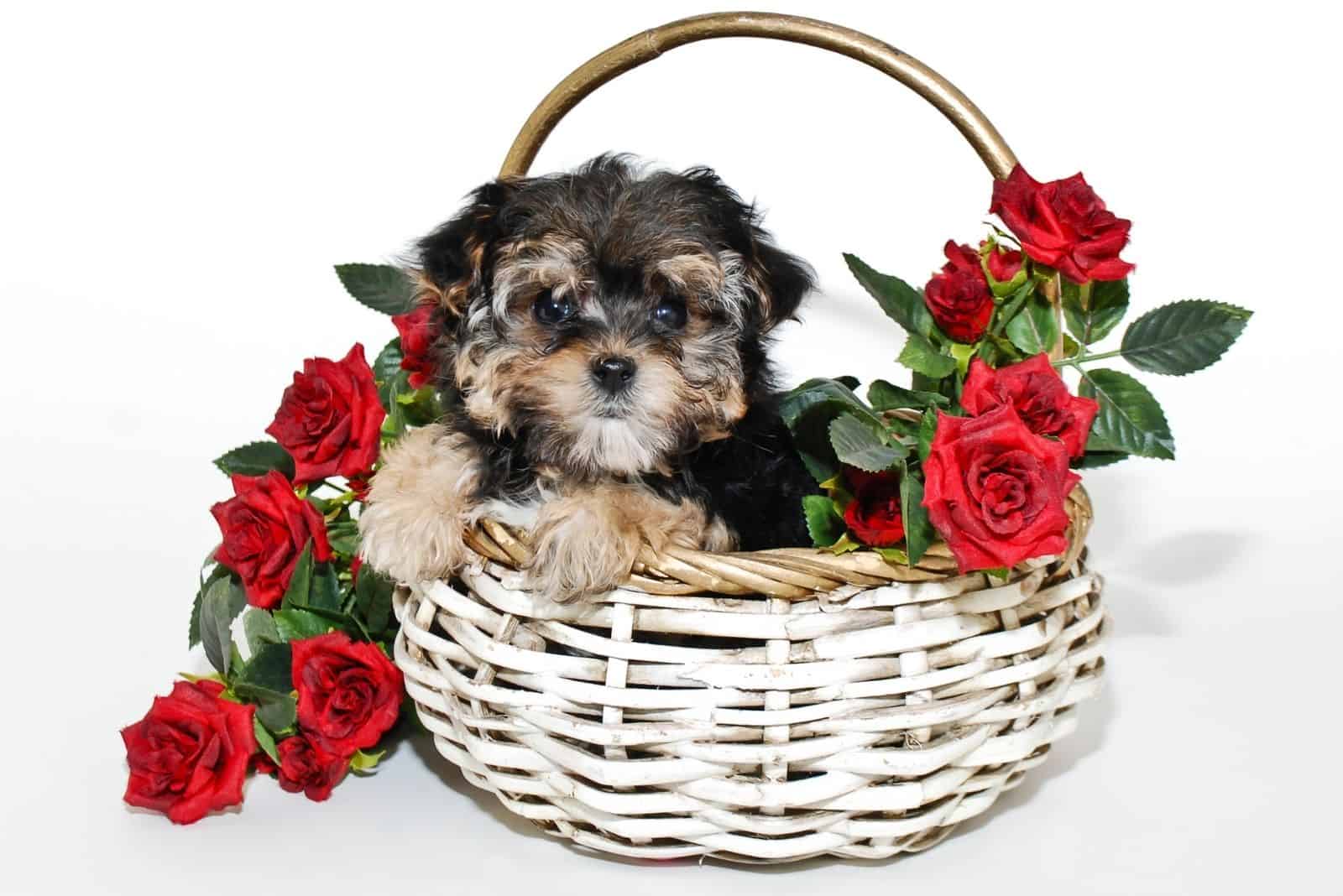 cute yorkiepoo pup inside a basket