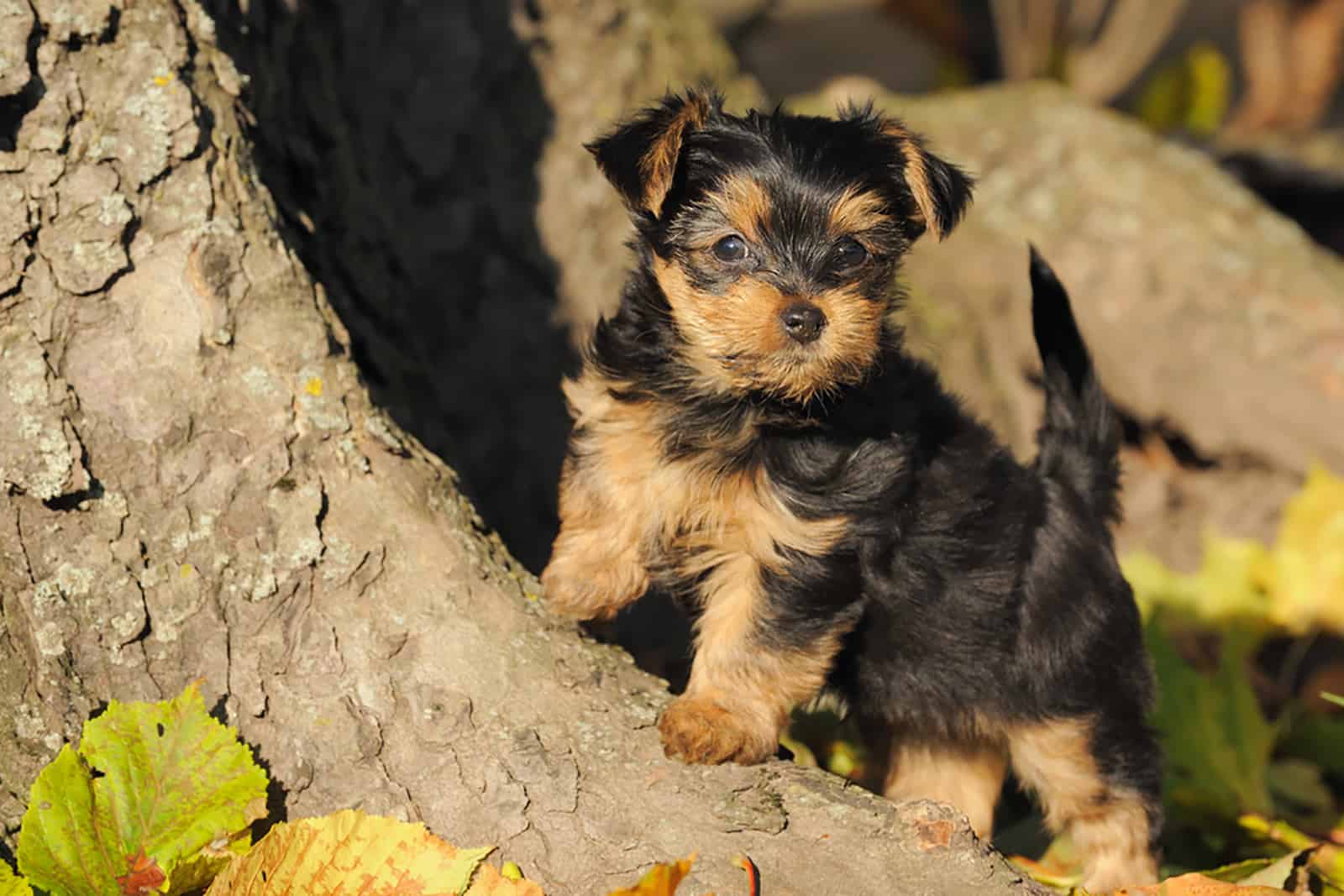 cute yorkshire terrier puppy in the park