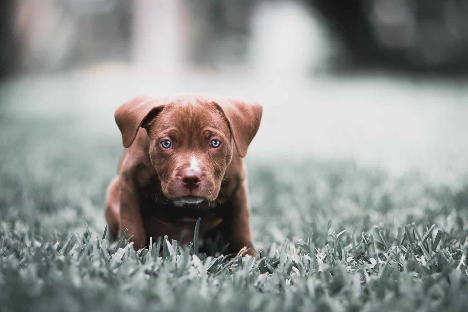 Cutest Blue Eyed American Pitbull