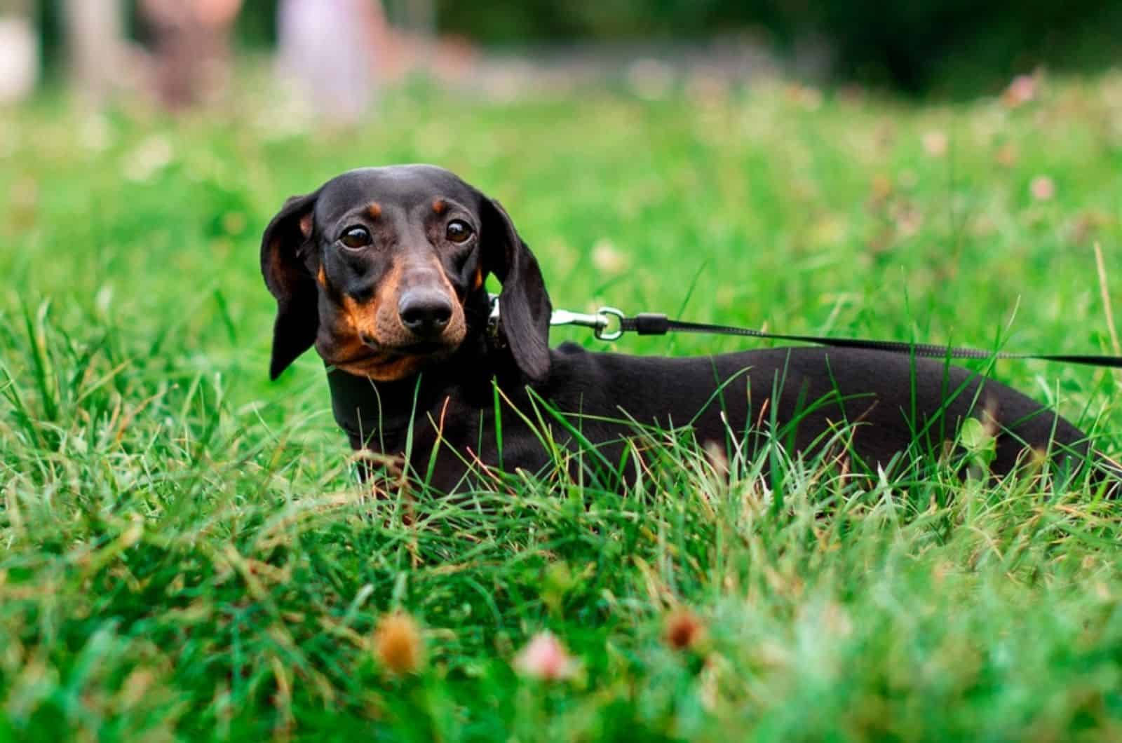 dachshund dog in the grass