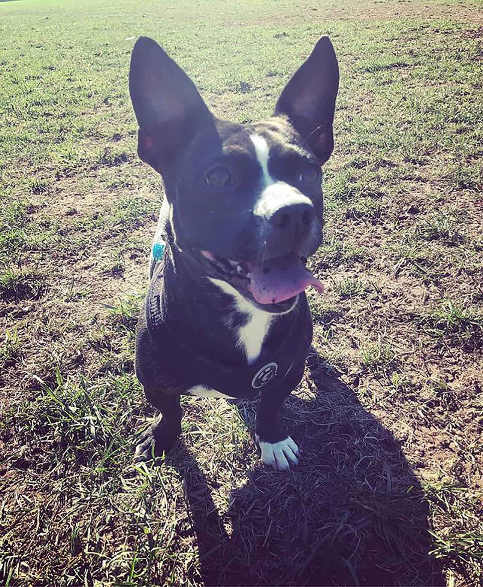 dachshund boston terrier in the park