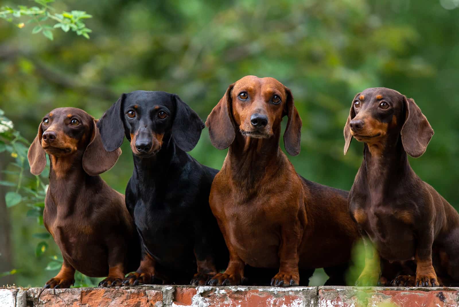 Dachshund Breeders In Texas: Top 9 Places To Get A Pet From