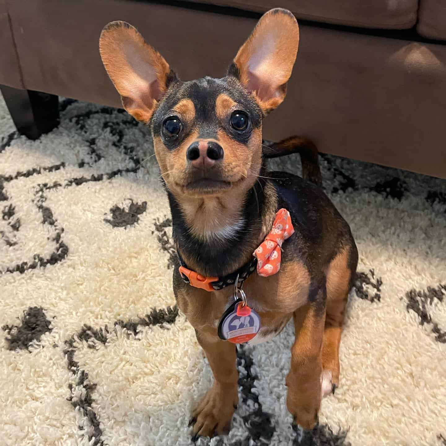 dachshund chihuahua mix