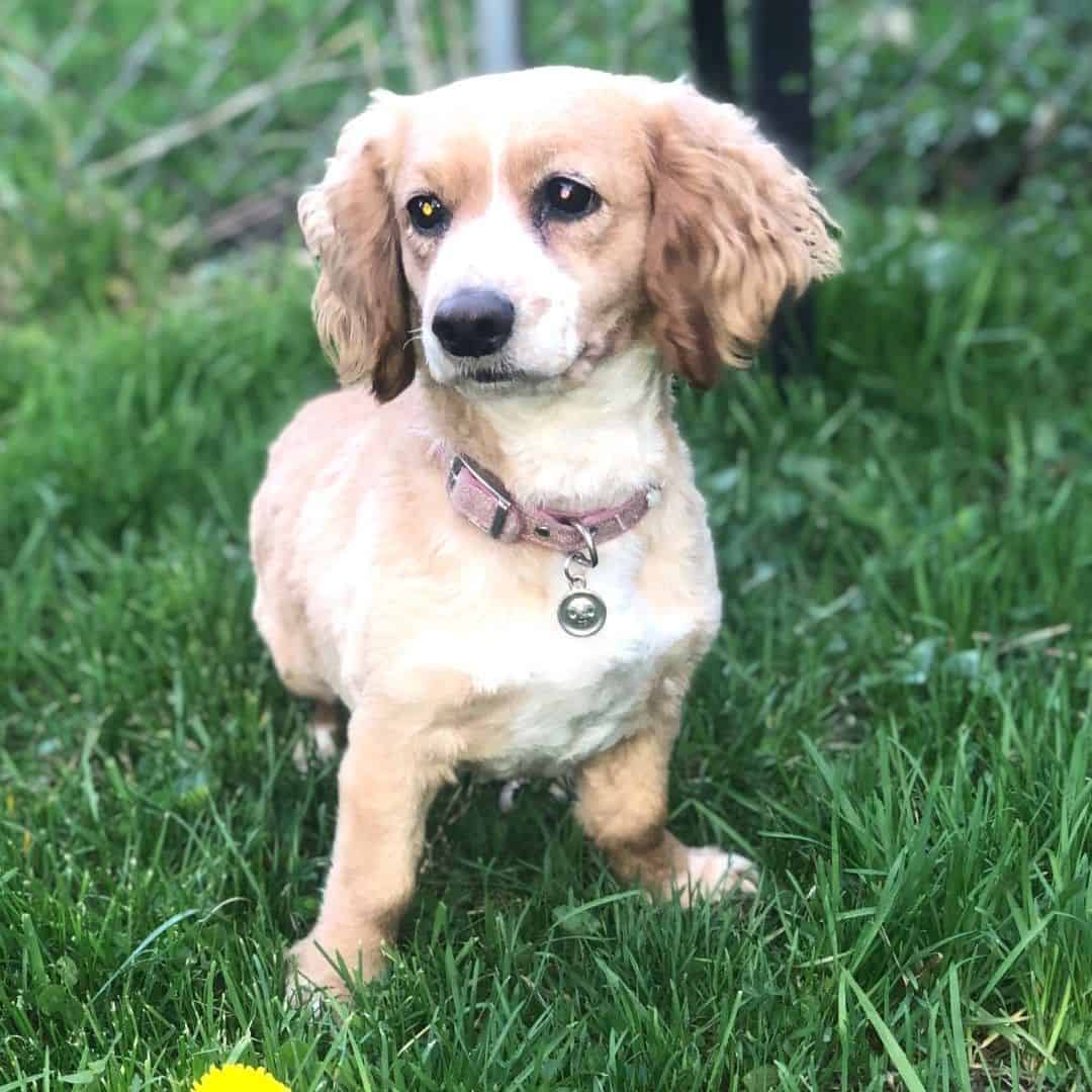 dachshund cocker spaniel mix