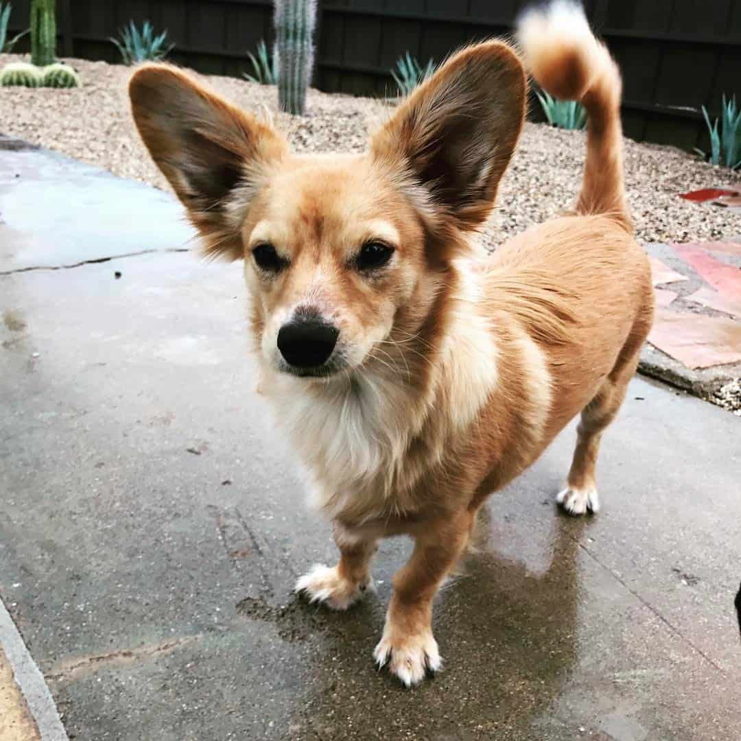 dachshund corgi mix