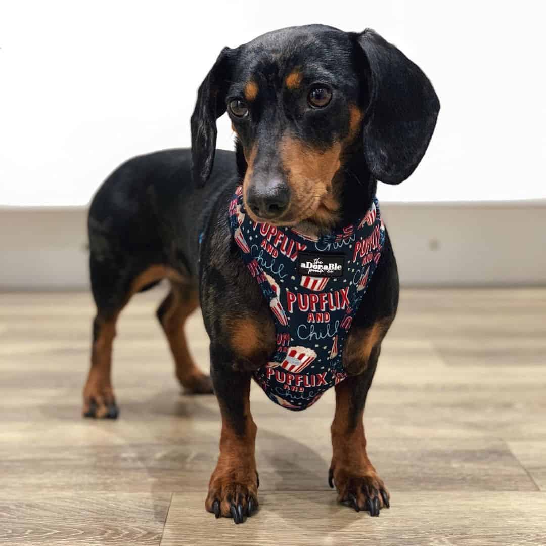 Dachshund dog at home