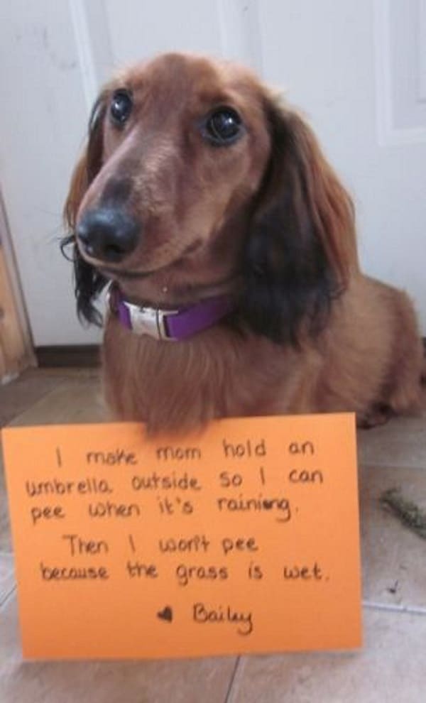 dachshund dog with purple collar sitting on the floor