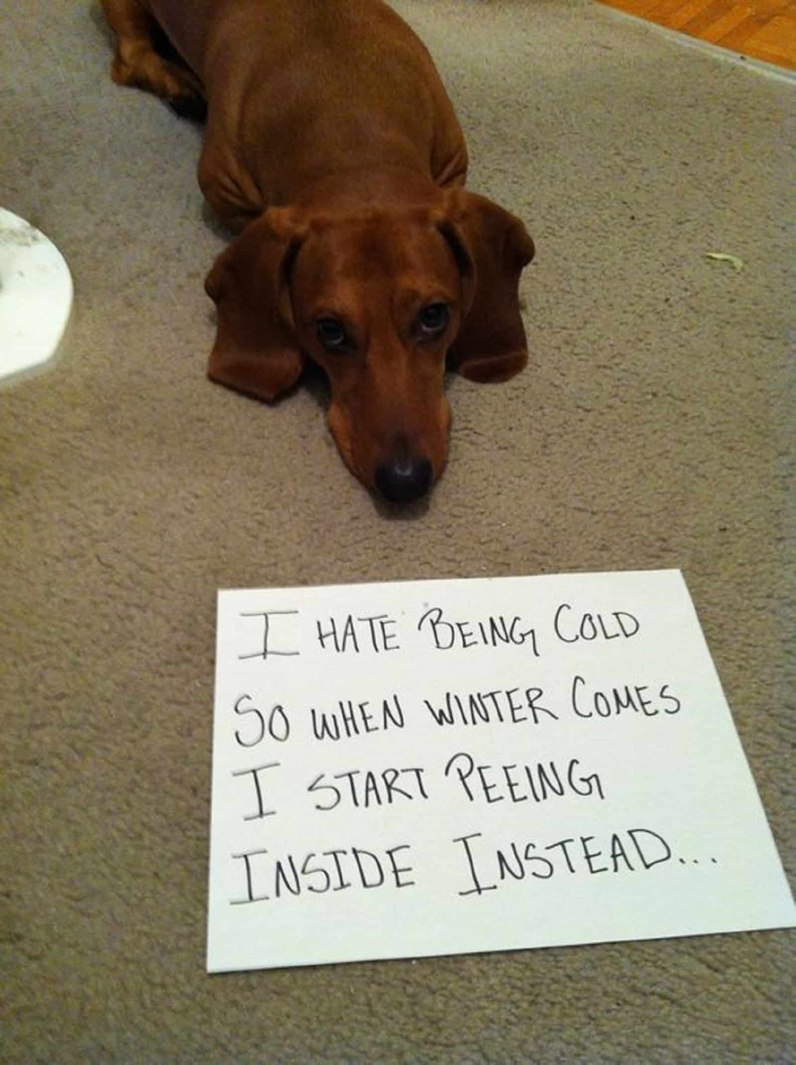 dachshund dog lying on the carpet