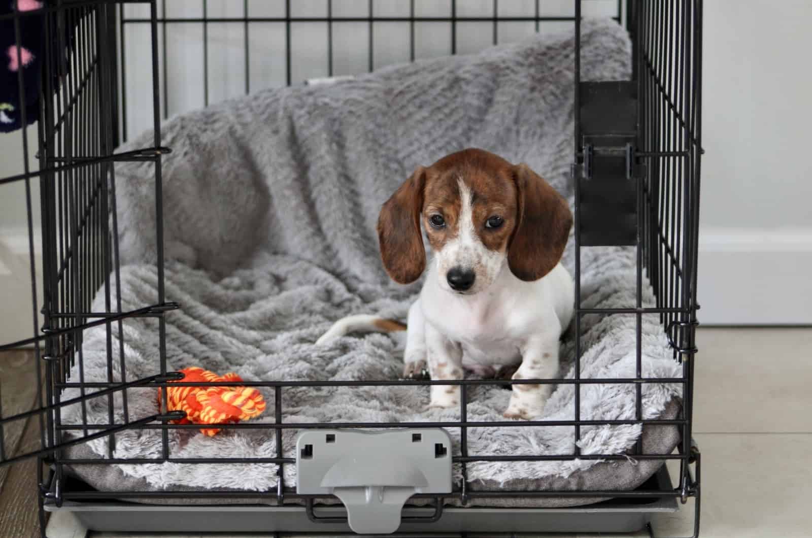 Dachshund in crate