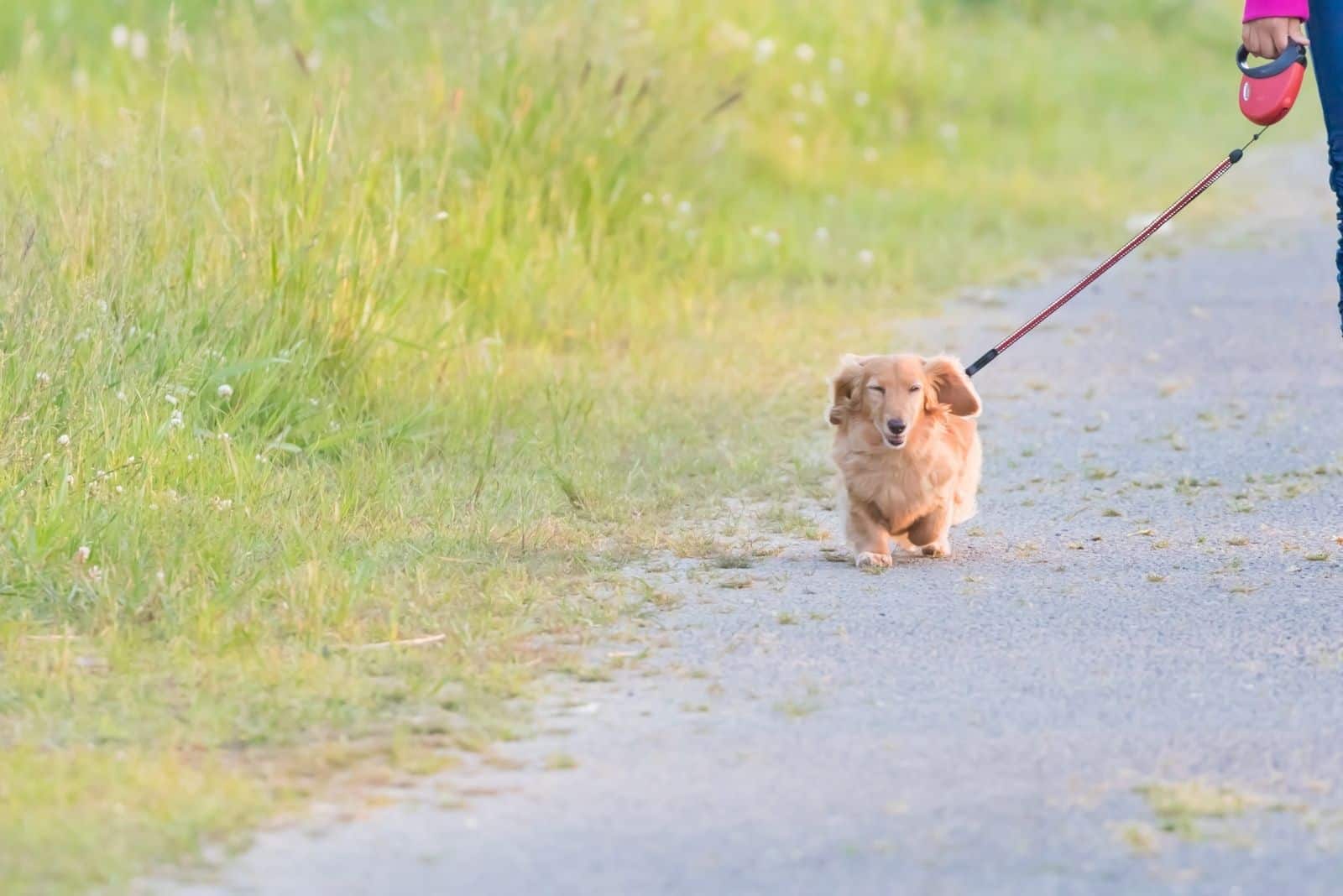 dachshund on leash walking on the road with the owner