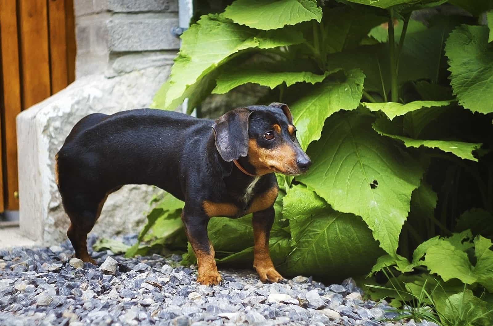 Dachshund peeing by bush