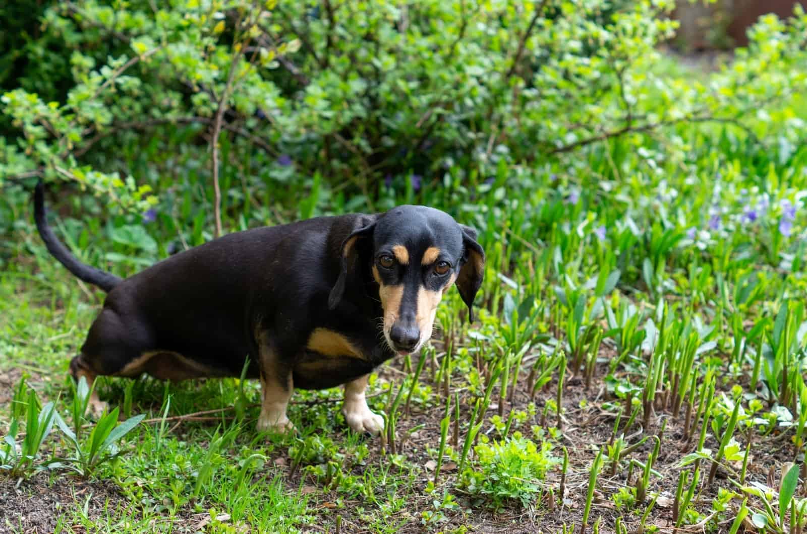 Dachshund peeing in nature