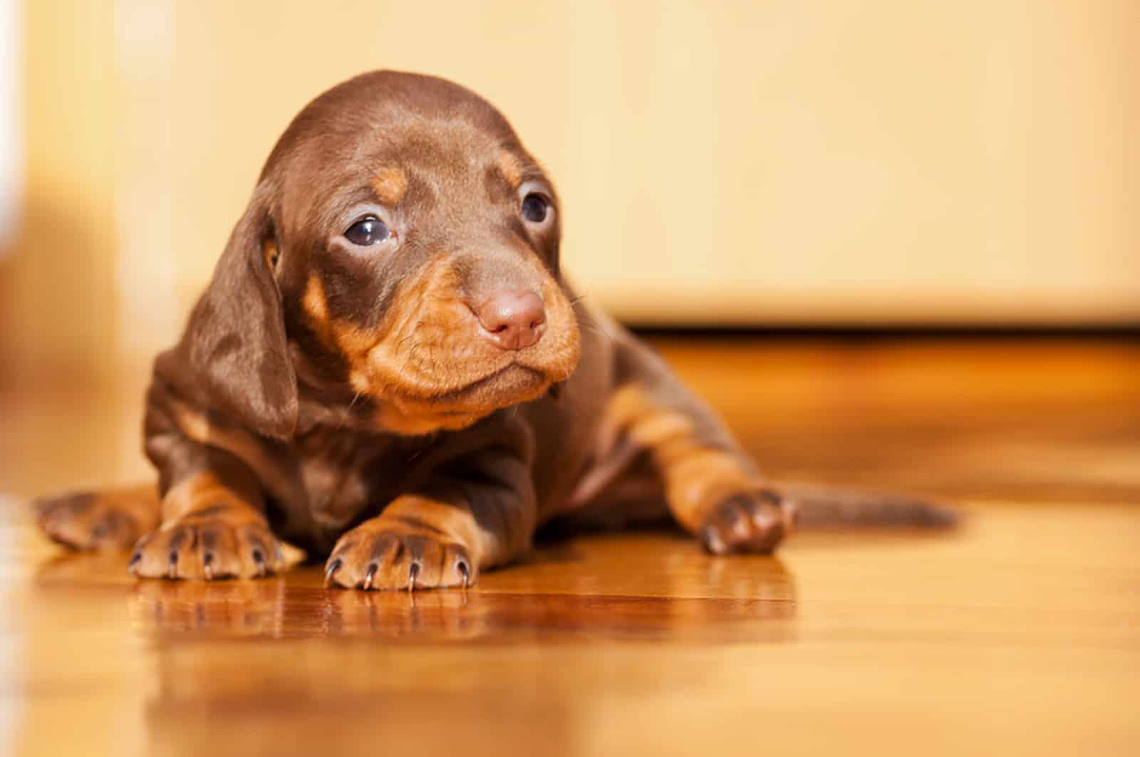 dachshund puppy lying on the floor