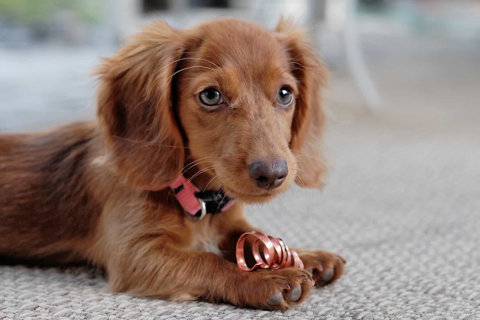 Dachshund puppy