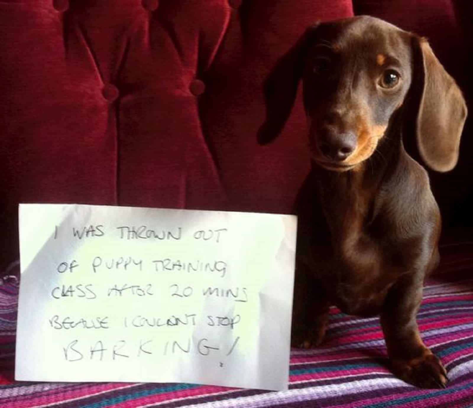 dachshund puppy sitting on the couch