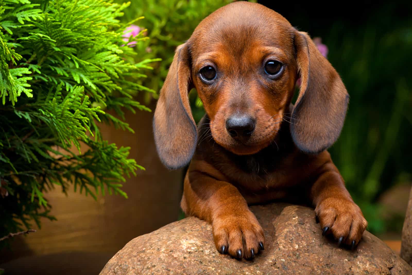 dachshund puppy in the garden