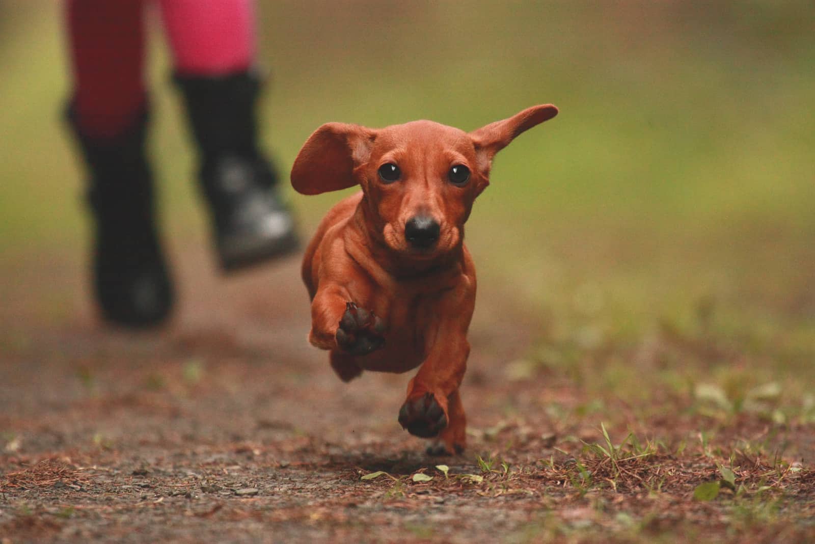 Dachshund running from owner