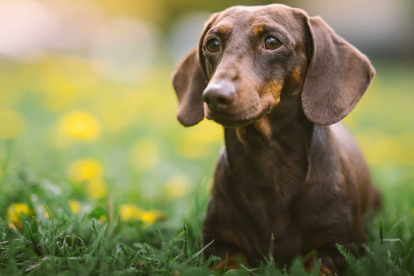 Dachshund sitting in grass