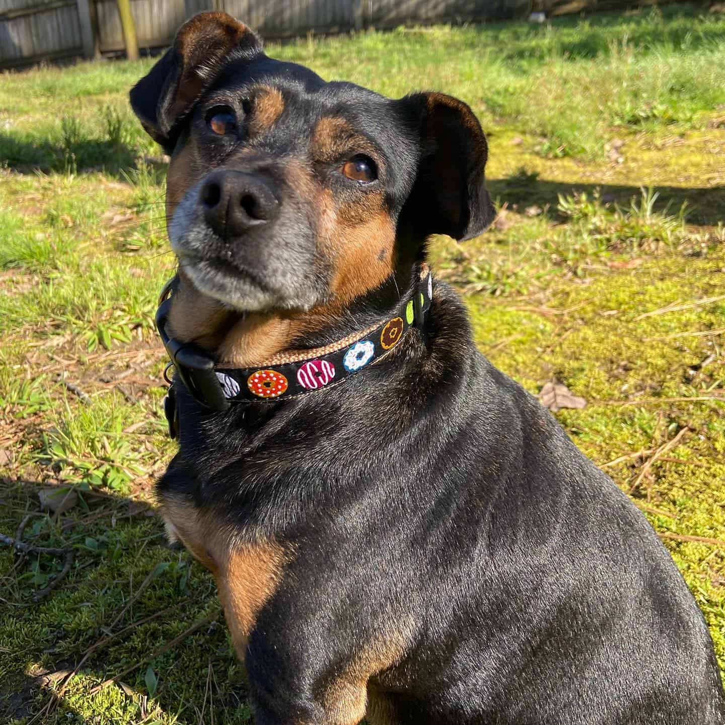 dachshund terrier mix