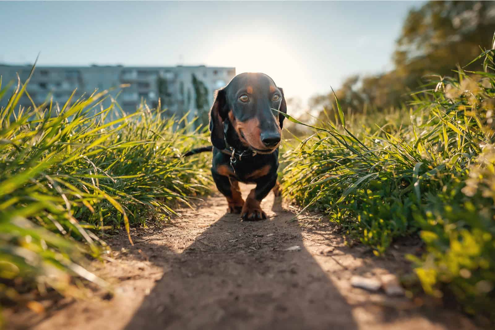 Dachshund walks through the field