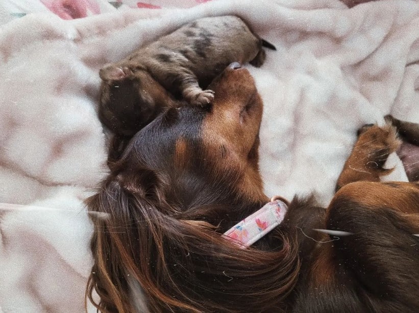 dachshund with puppy