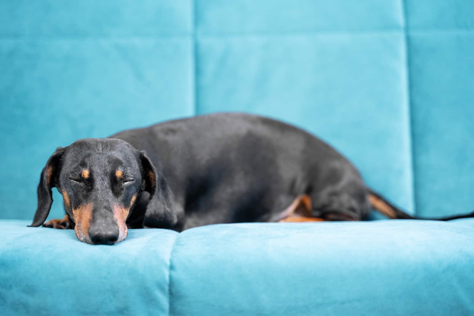 Dachshunds lie on the sofa