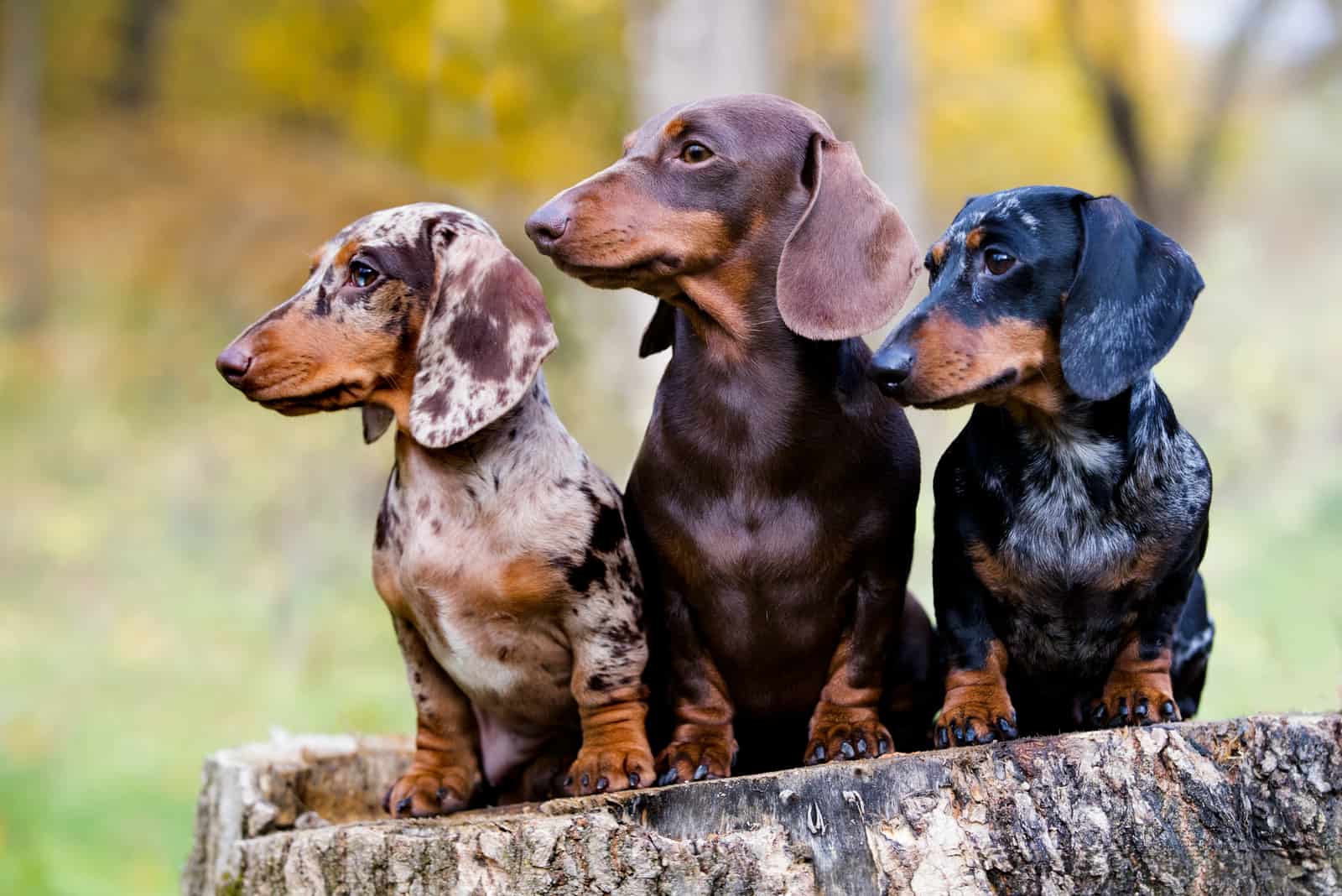 Dachshunds sitting on tree