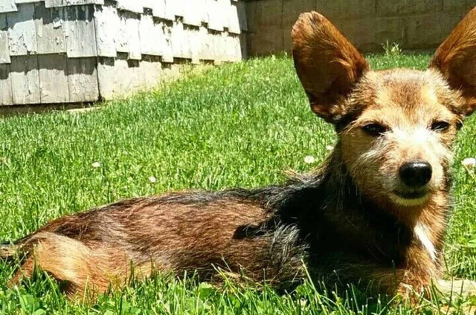 dachshund terrier mix lying on the grass