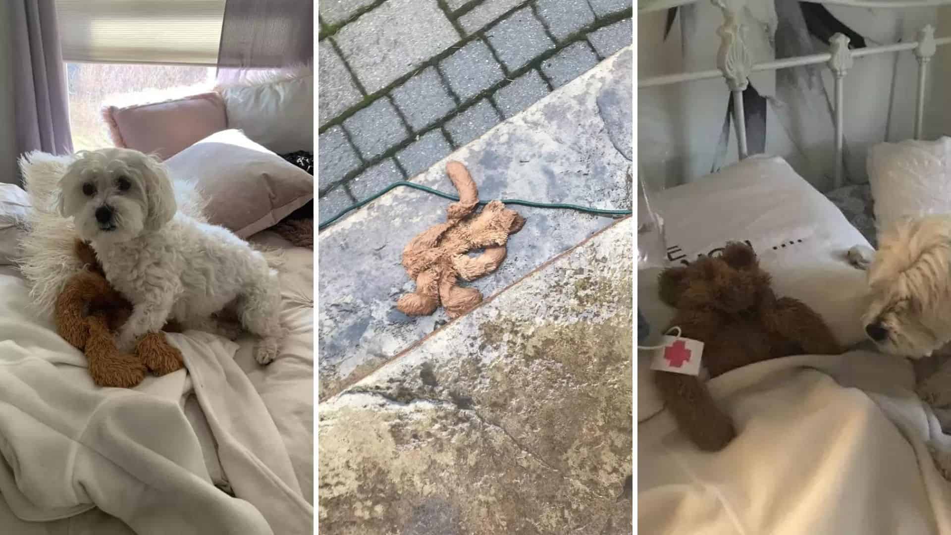 Dad Becomes A Hero After “Saving “His Doggo’s Favorite Teddy Bear