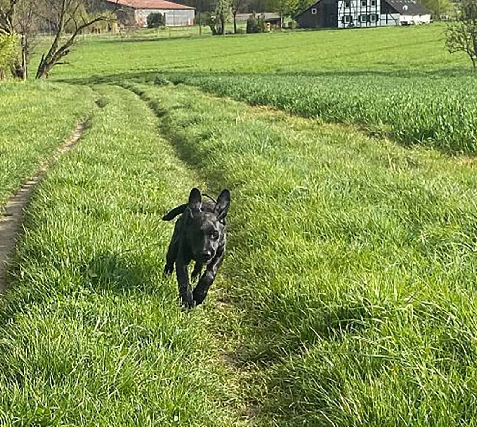 dalmador running on a meadow