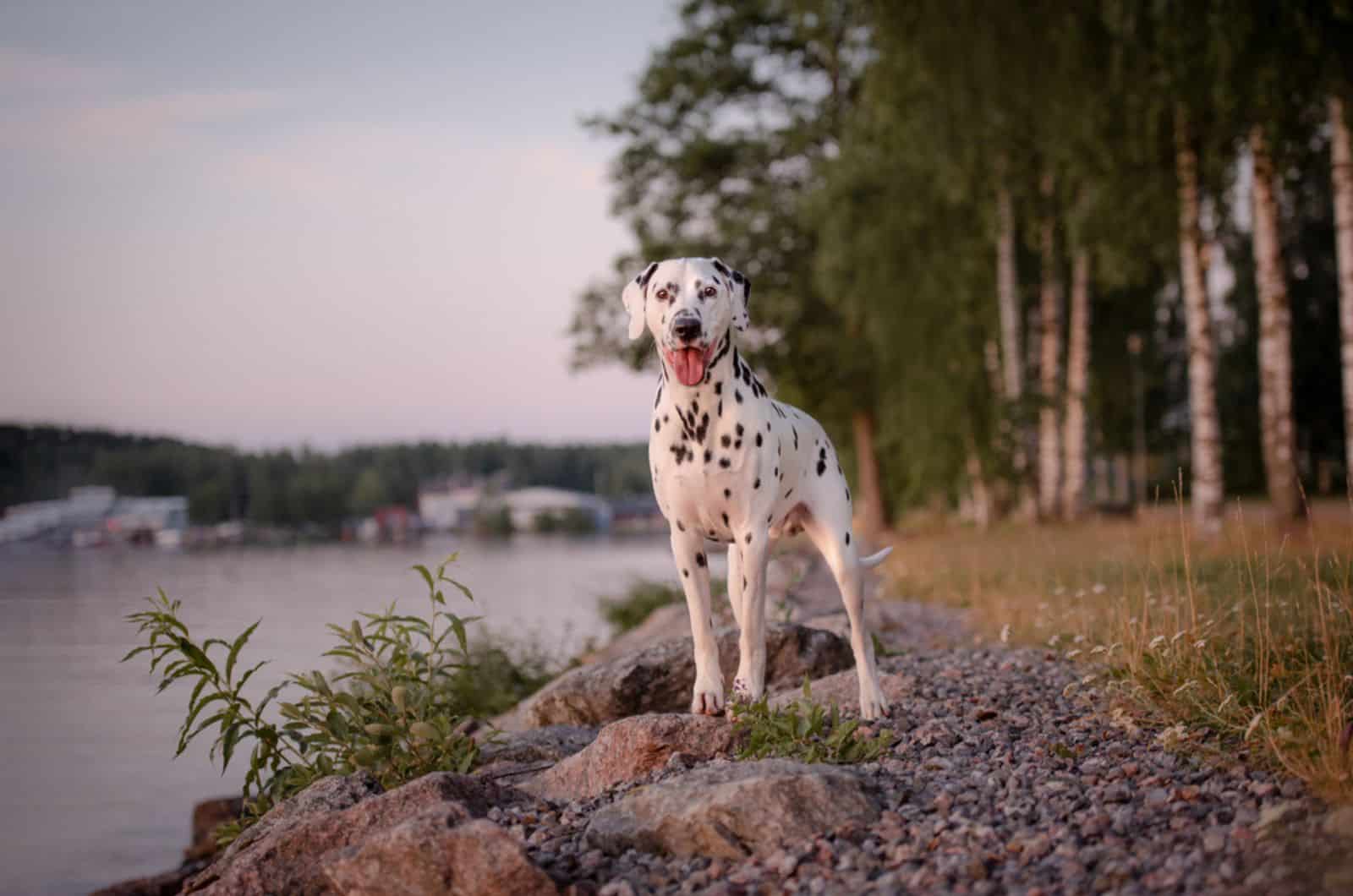 dalmatian dog on the beach