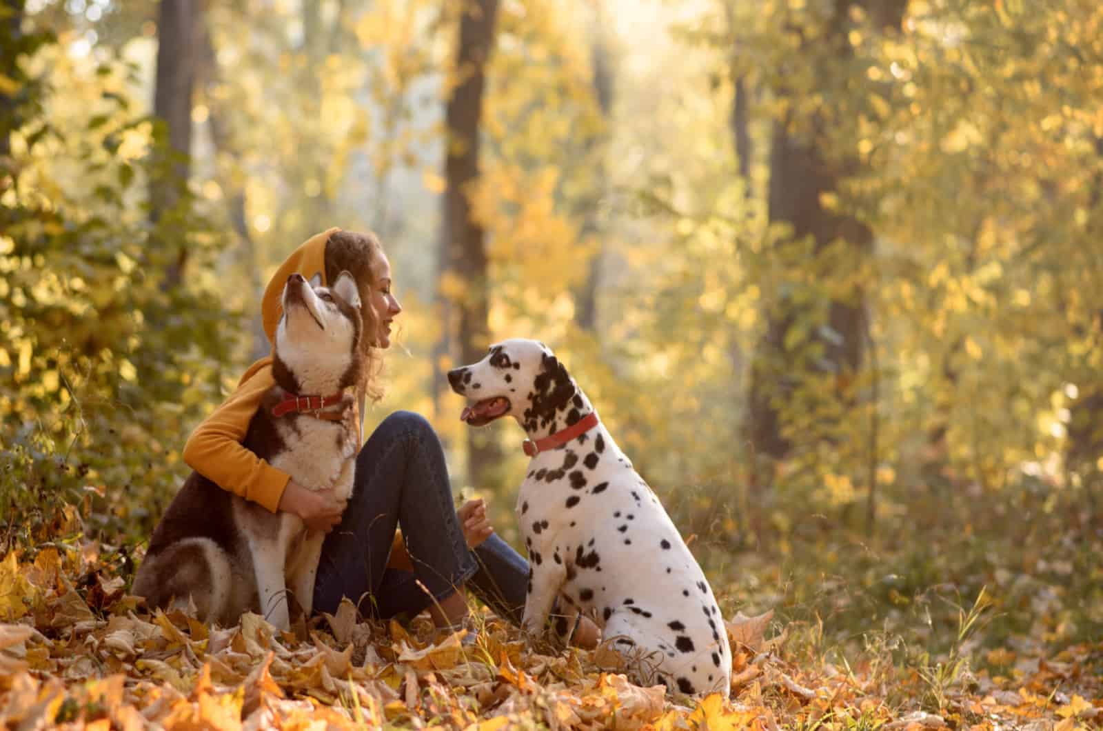 Dalmatian and siberian husky out for a walk