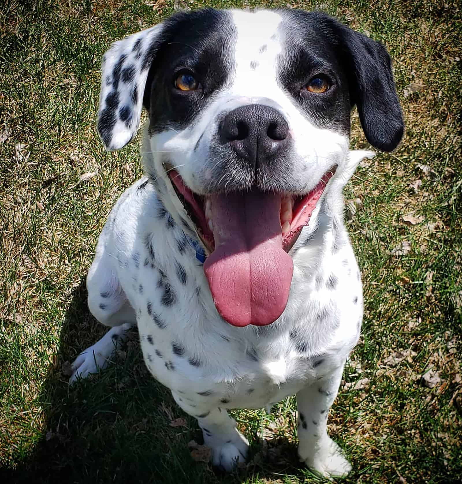 dalmatian beagle mix sitting on the grass