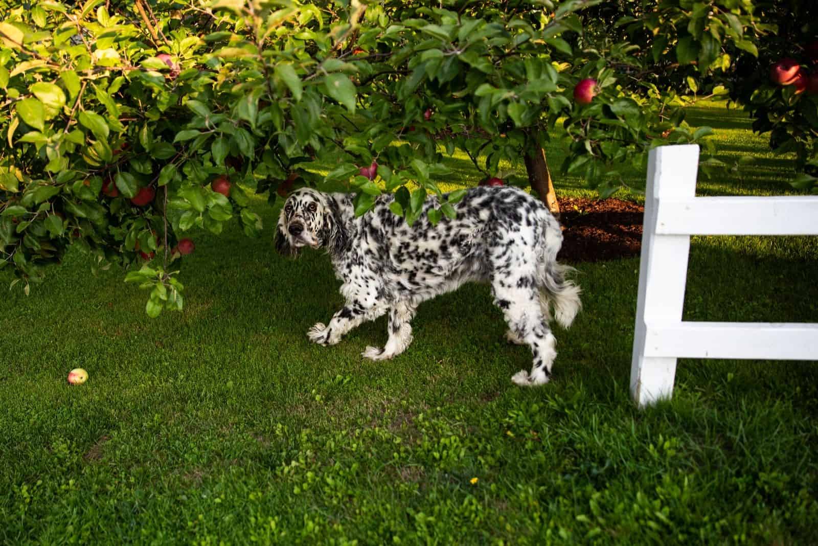 dalmatian dog hiding underneath the fruit tree