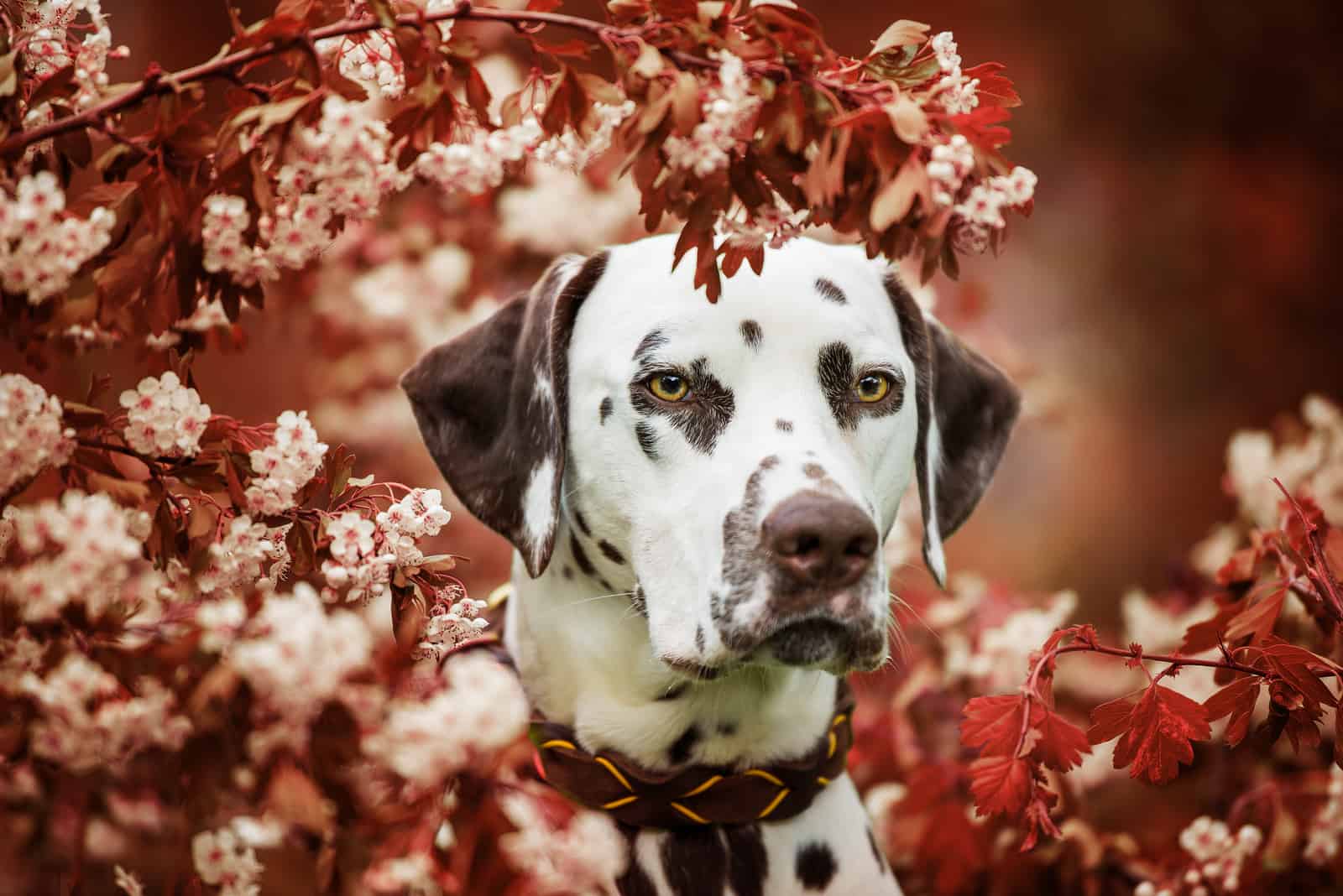 Dalmatian dog sitting under a hawthorn