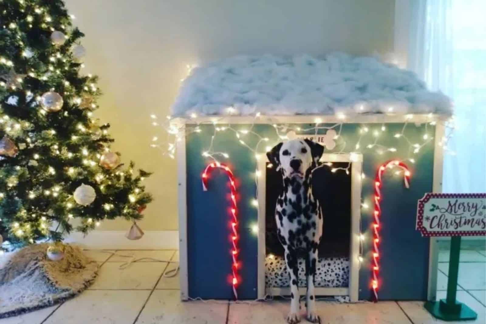 dalmatian dog standing in front of his house decorated for chirstmas