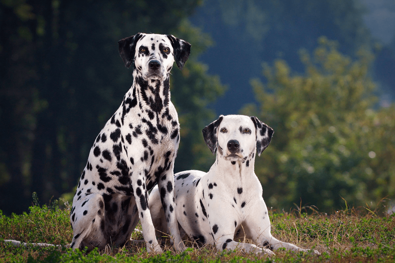 Dalmatian Growth Chart 101