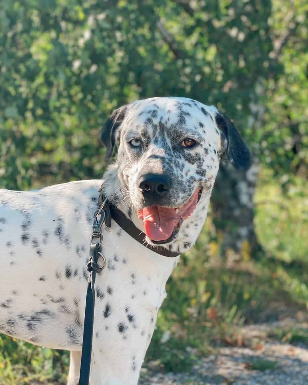 dalmatian husky mix